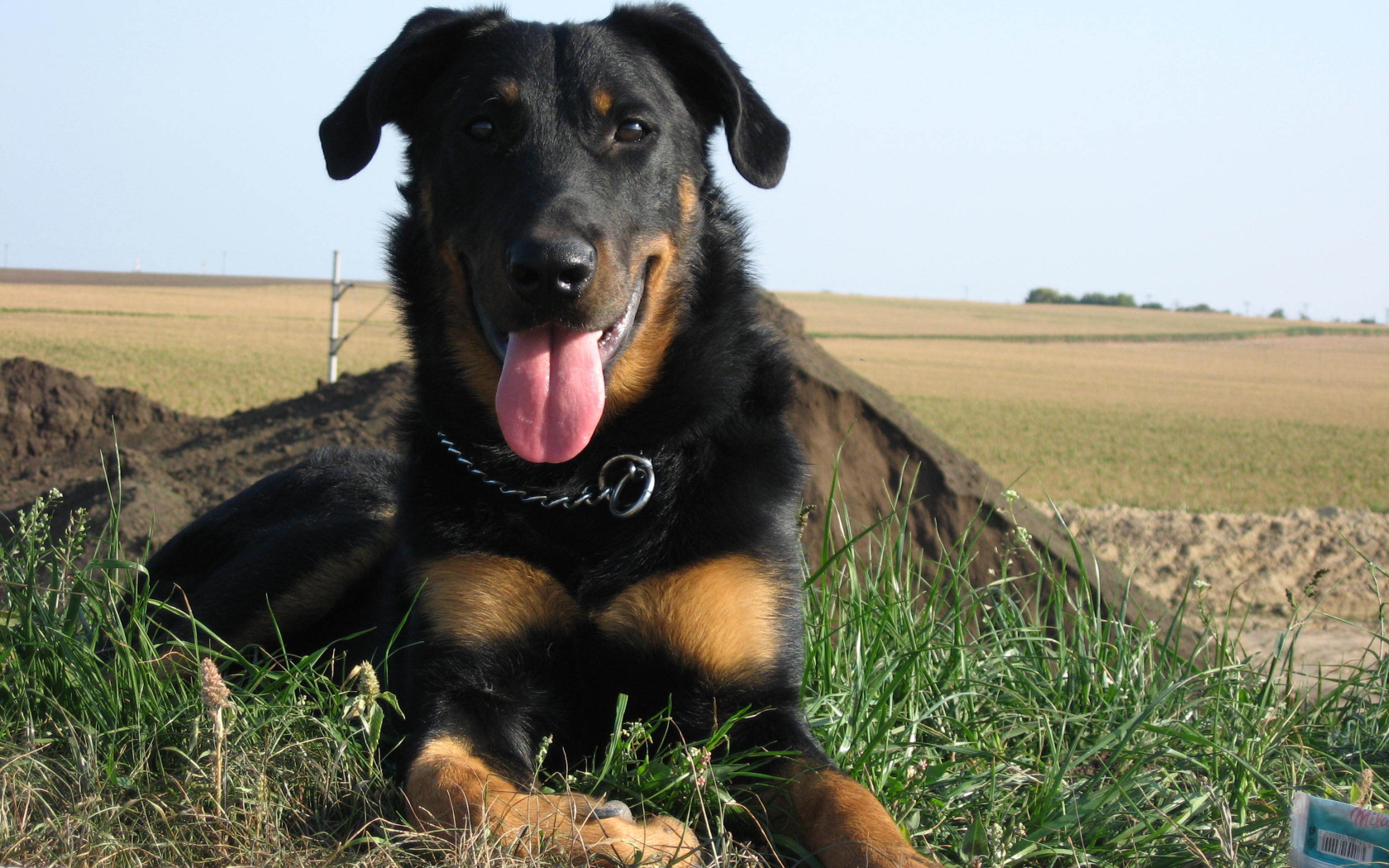 Красивый босерон лежит на фоне поля