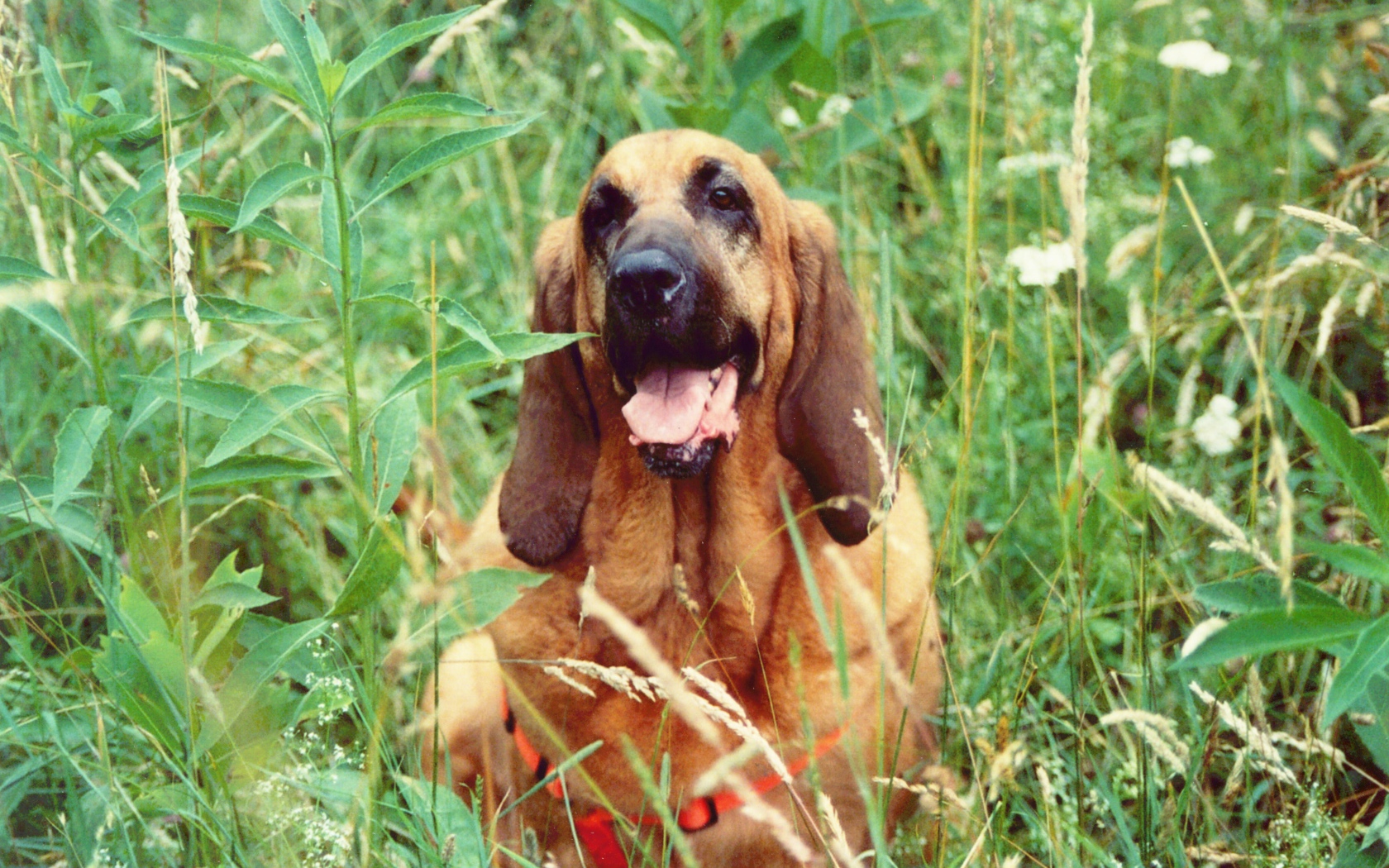 Красивый бладхаунд в высокой траве