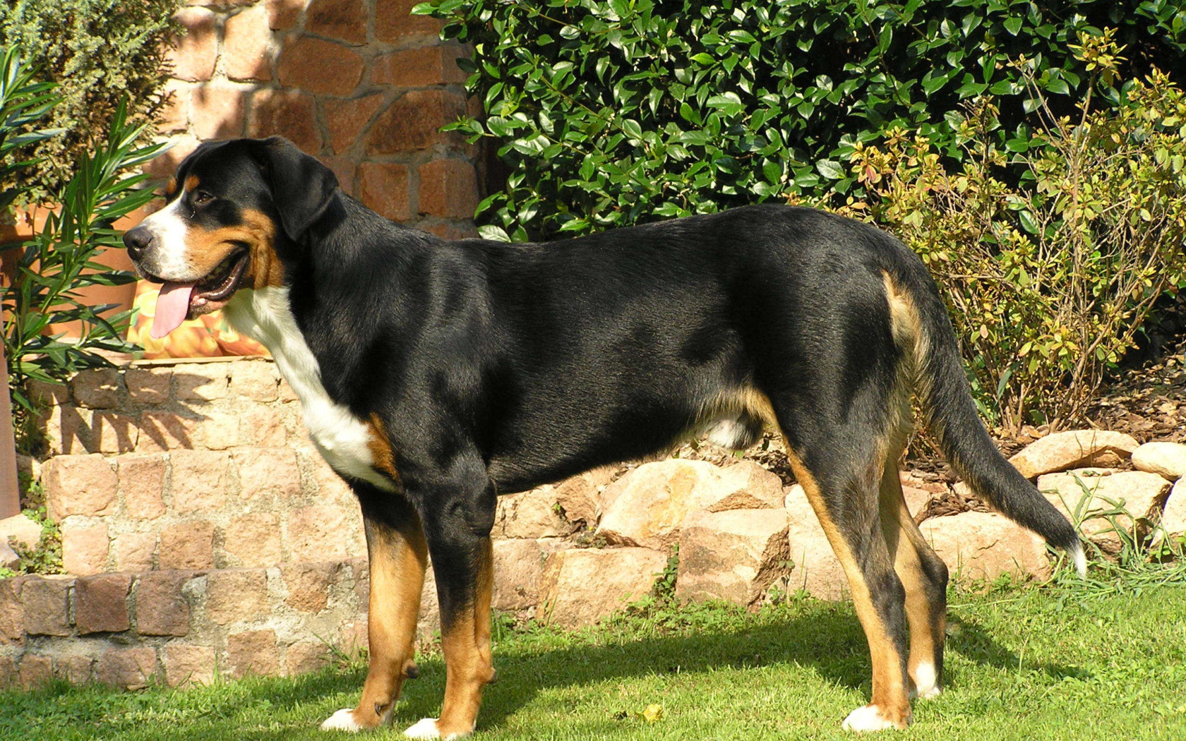 Красивый большой швейцарский зенненхунд стоит на газоне