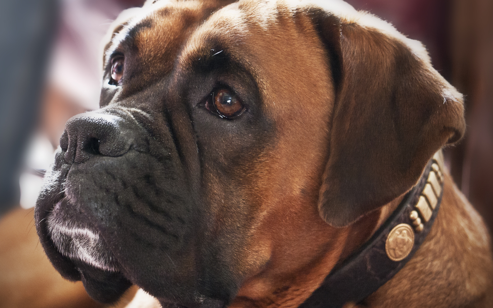 Красивый боксёр смотрит на хозяина