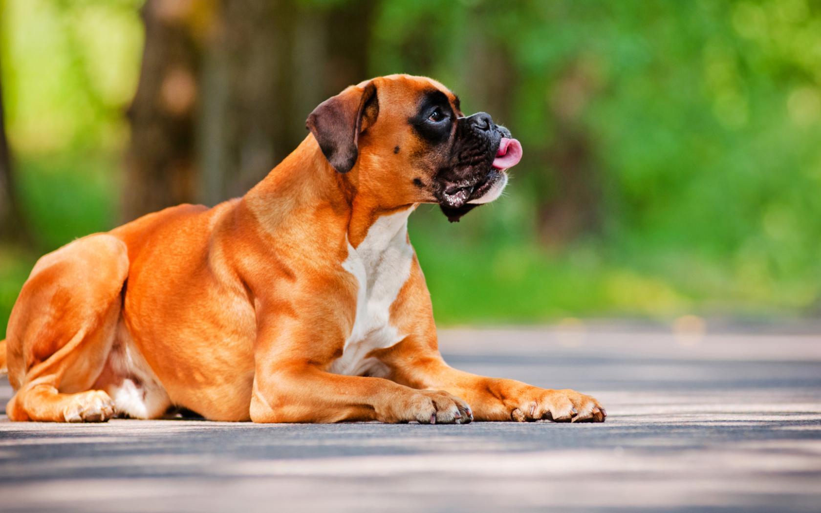 Красивый боксёр лежит на дороге летом