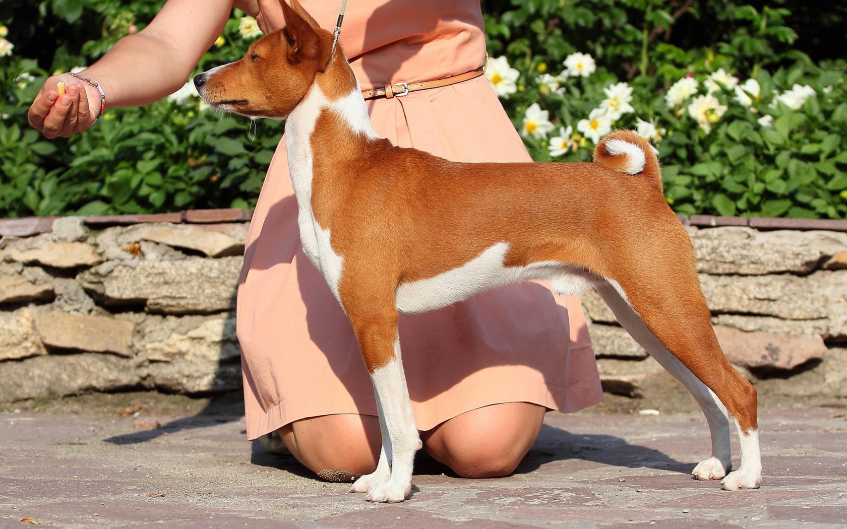 Beautiful dog Basenji breed with owner