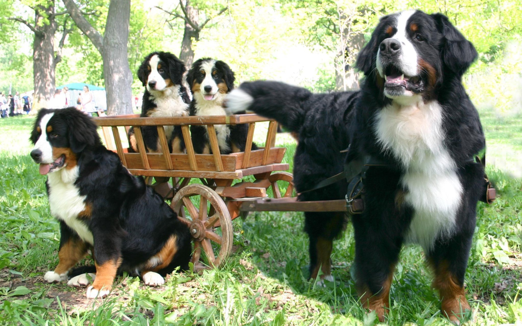 Бернская пастушья собака и её потомство