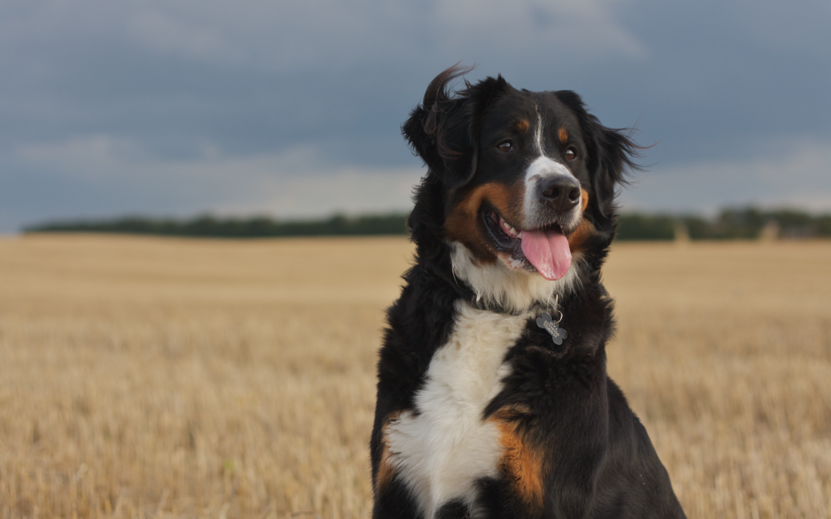 Бернская пастушья собака смотрит вдаль