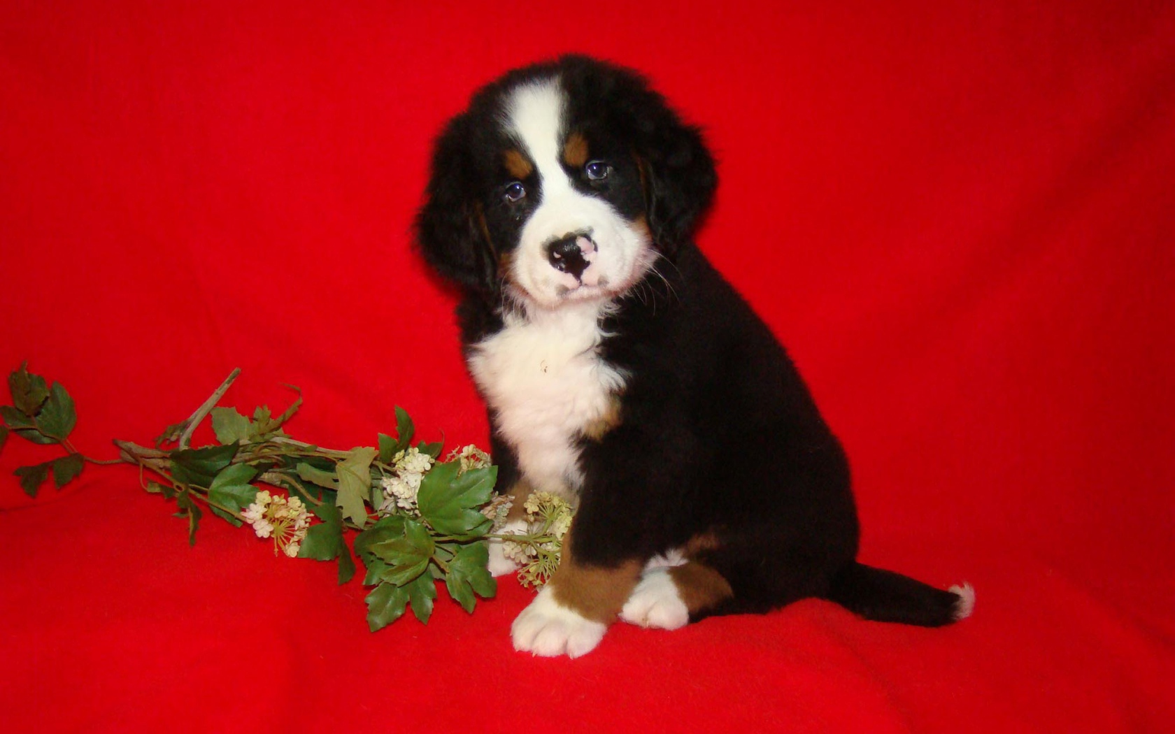 Щенок бернской пастушьей собаки и цветок