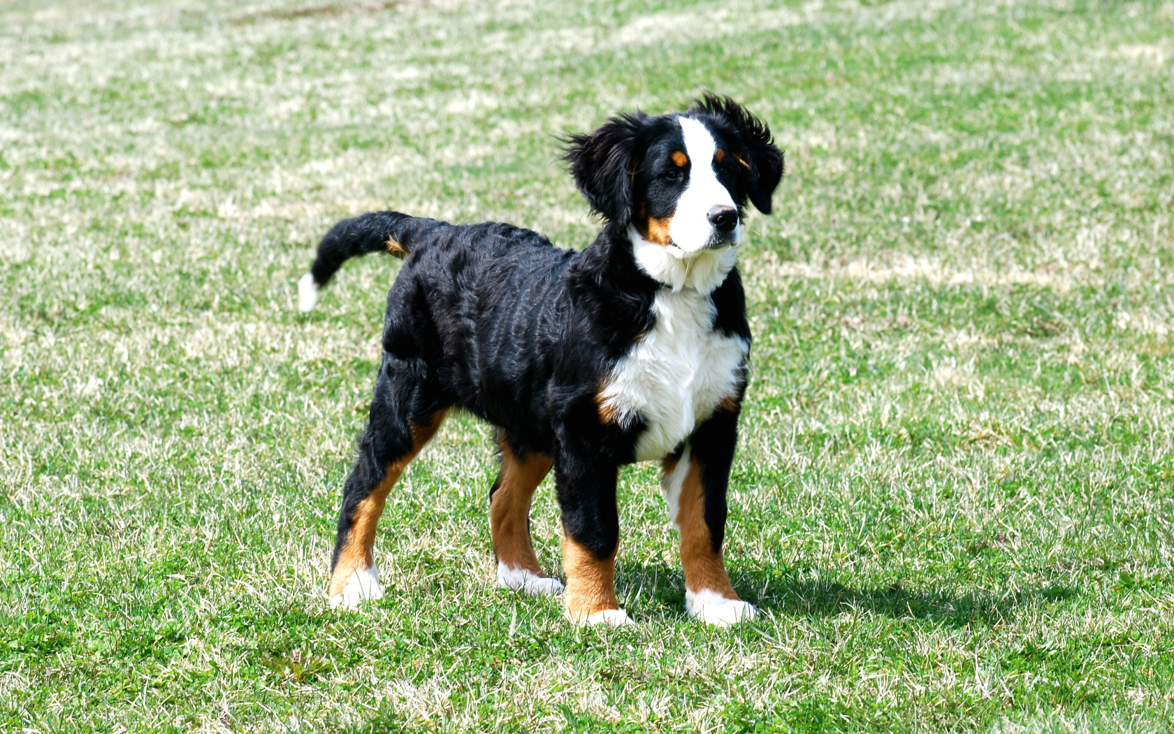 Bernese Mountain dog puppy on grass