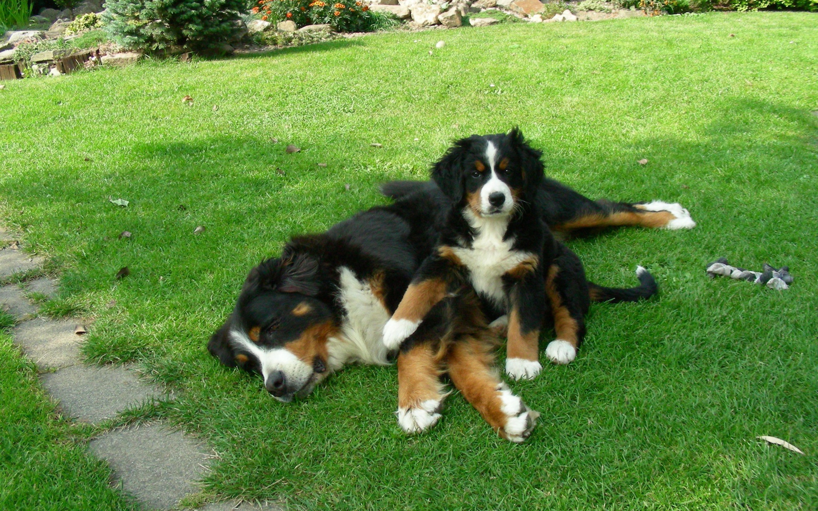 Bernese Mountain dog puppy with his mother
