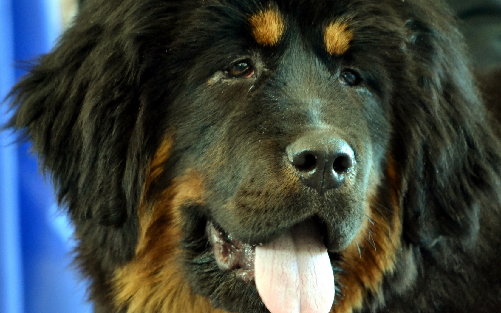 Черный Тибетский мастиф крупным планом