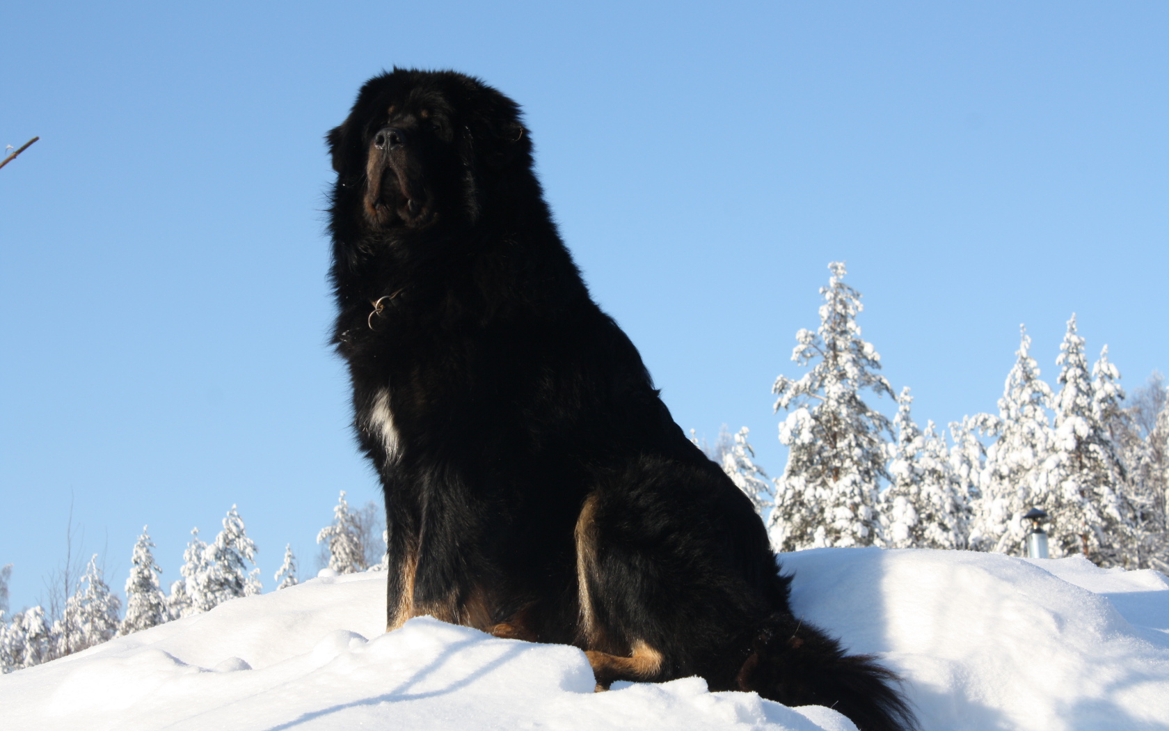 Черный Тибетский мастиф на горе