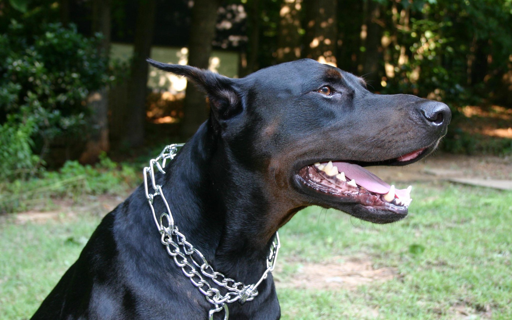 Черный доберман с металлической цепью