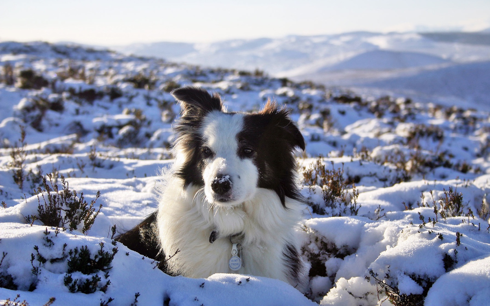 Бордер-колли замёрзла