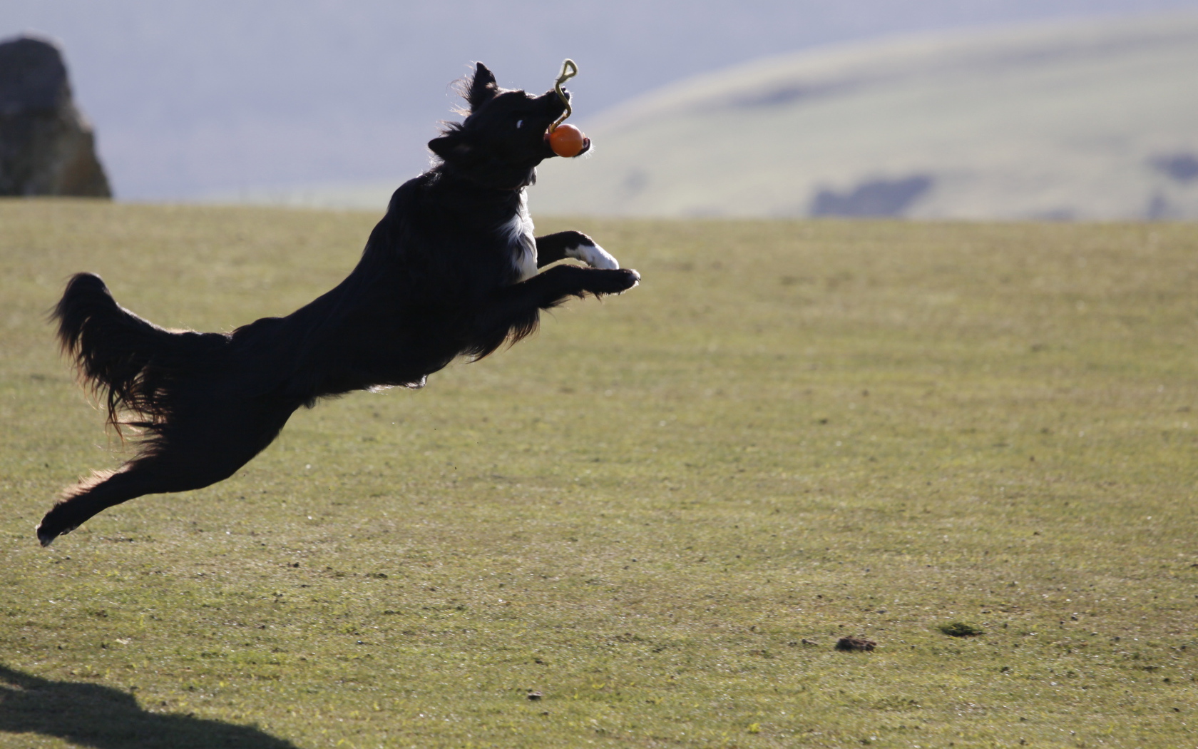 Бордер-колли в прыжке