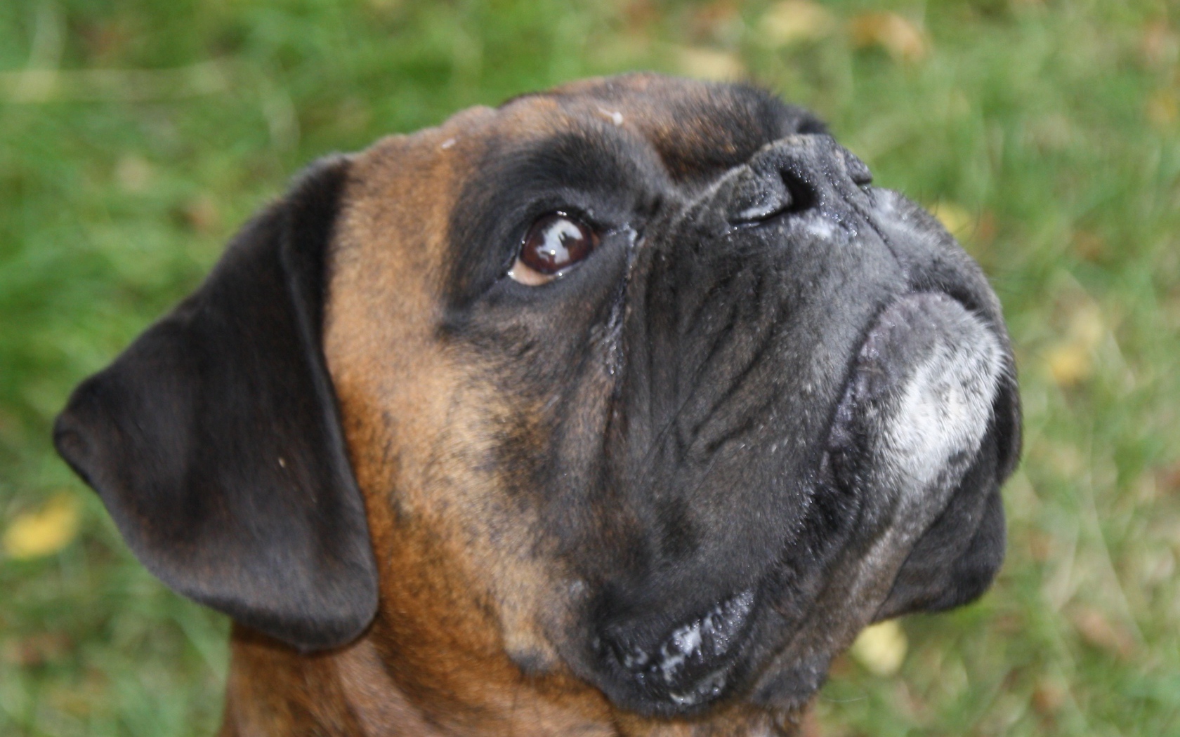 Боксёр смотрит вверх