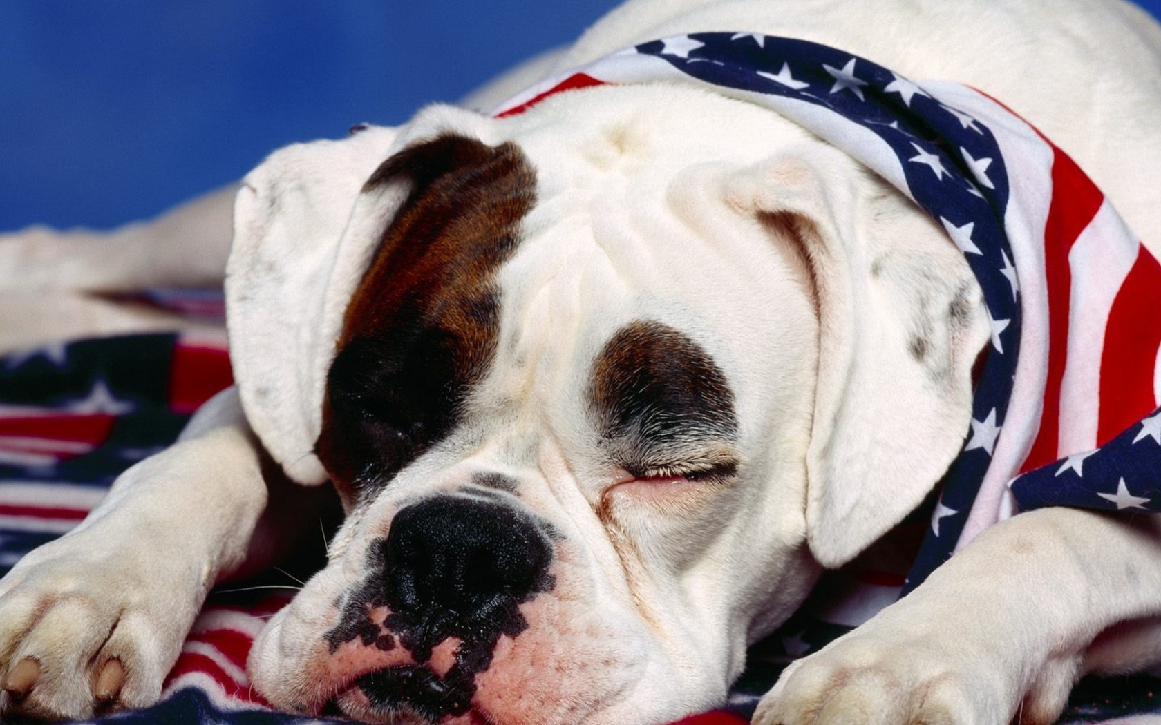 Боксёр патриот