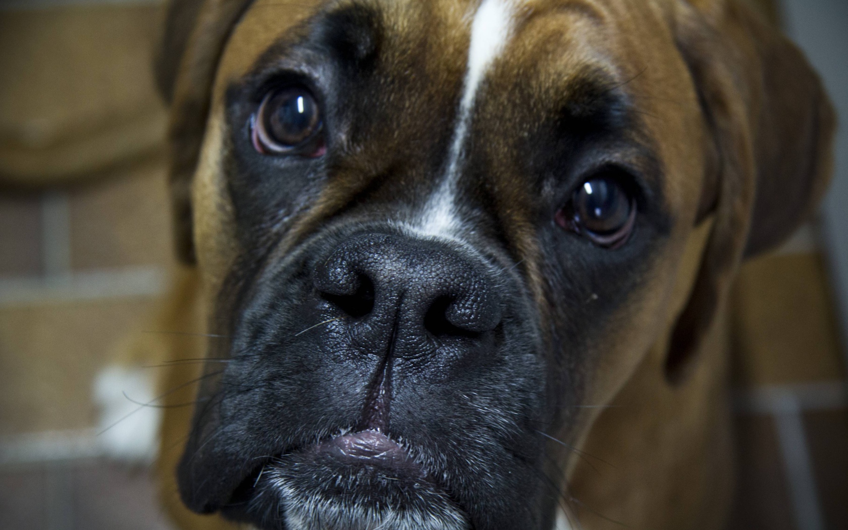 Боксёр с грустным взглядом крупным планом