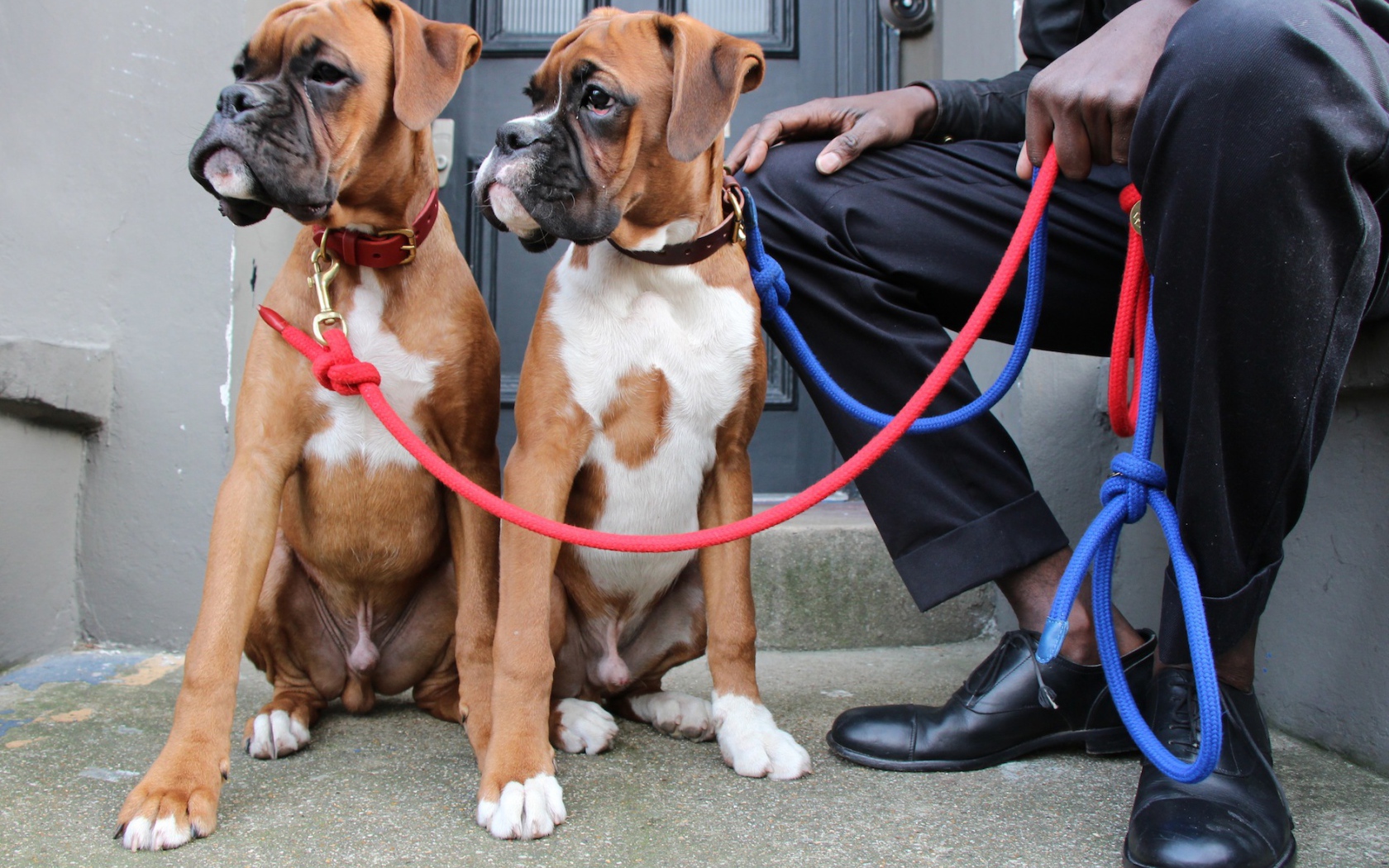 Братья боксёры и их хозяин