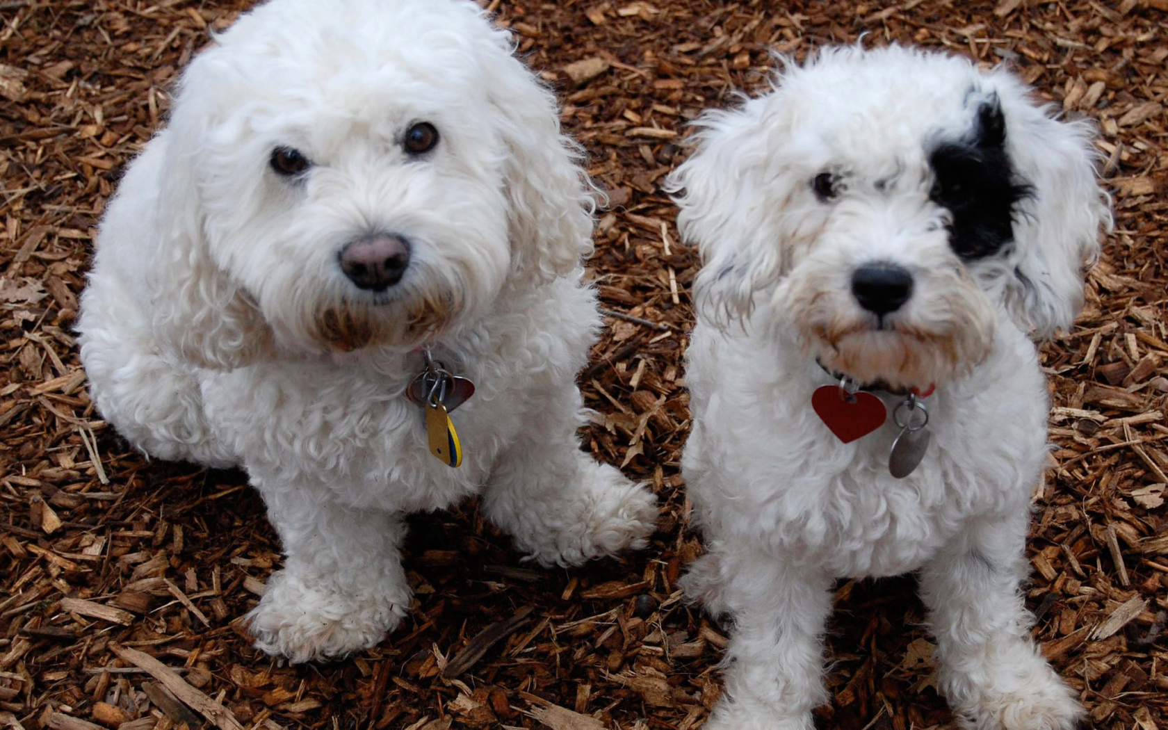 Собаки породы бишон-фриз смотрят на фотографа