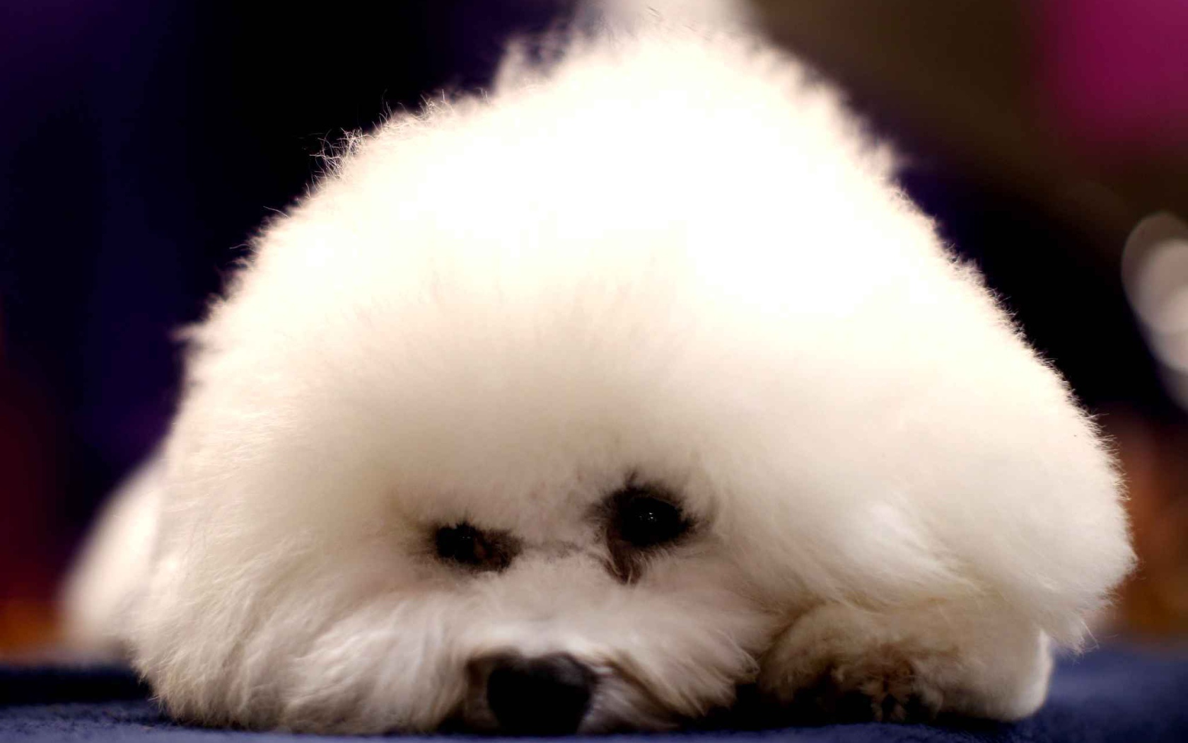 Собака породы бишон-фриз уткнулась носом