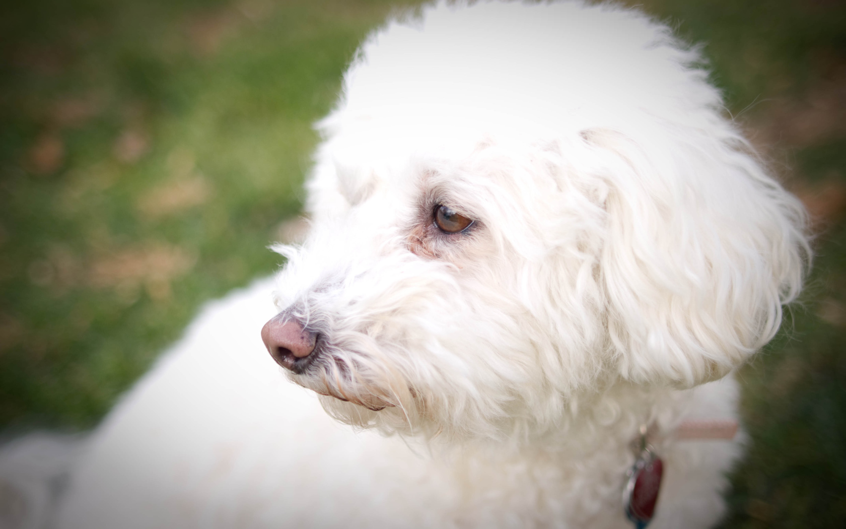 Собака породы бишон-фриз кого-то видела