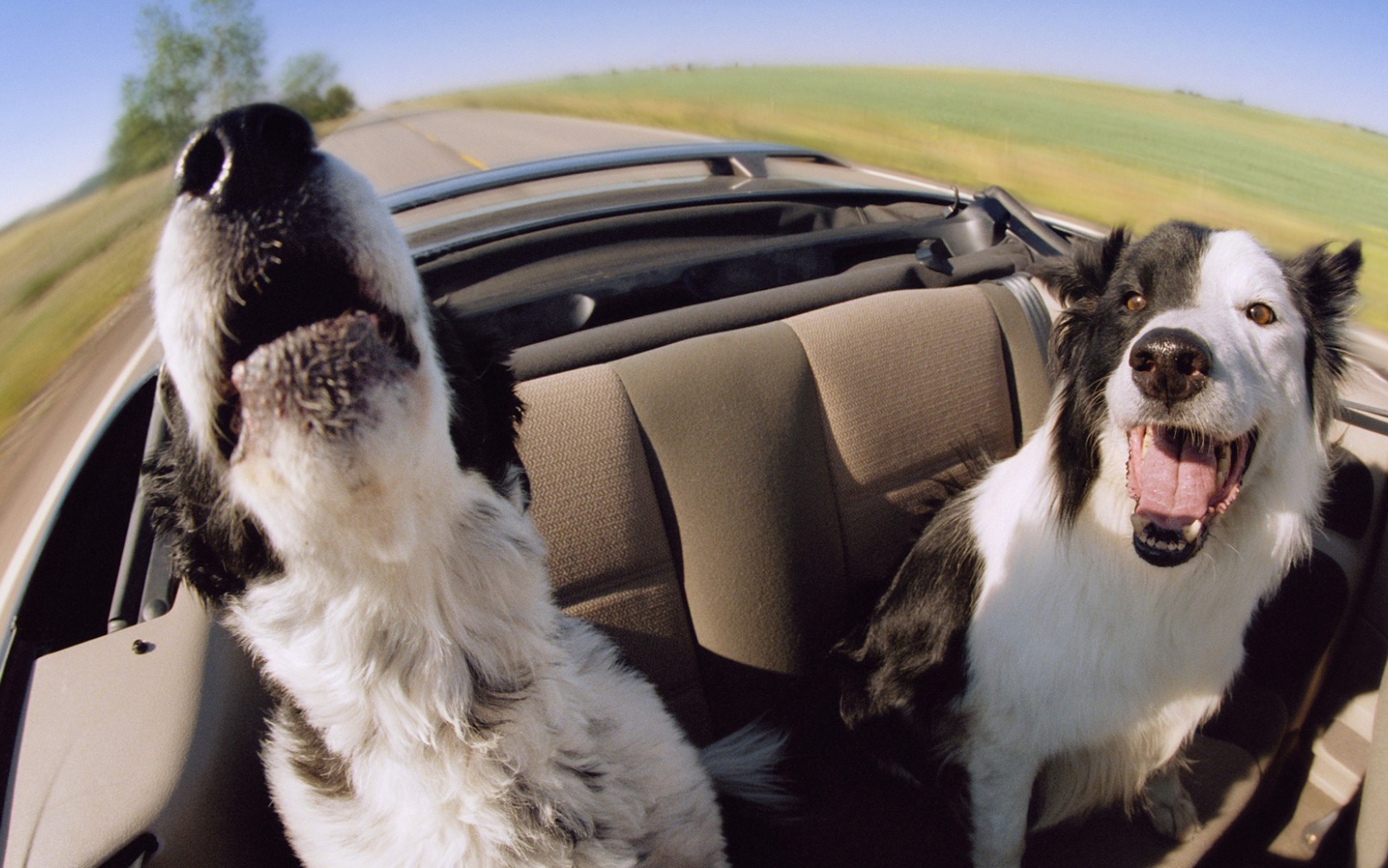 Собаки в автомобиле