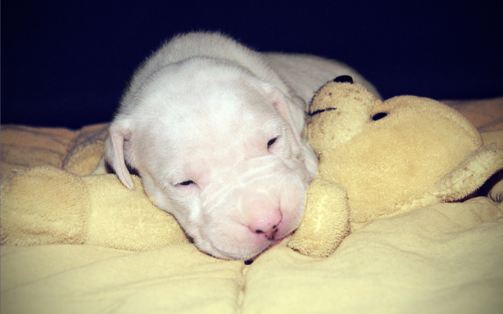 Щенок аргентинского дога