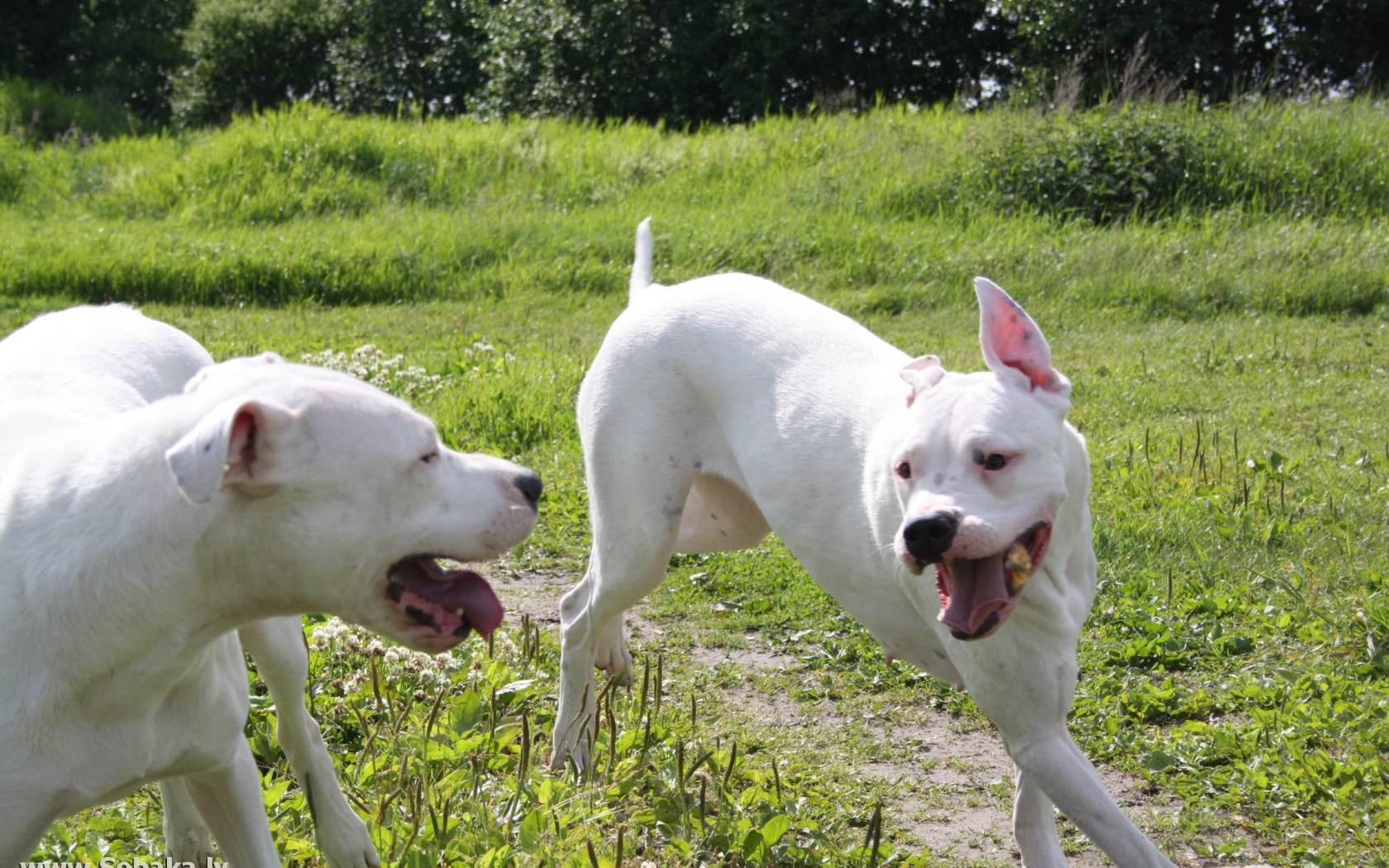 Аргентинские доги играют