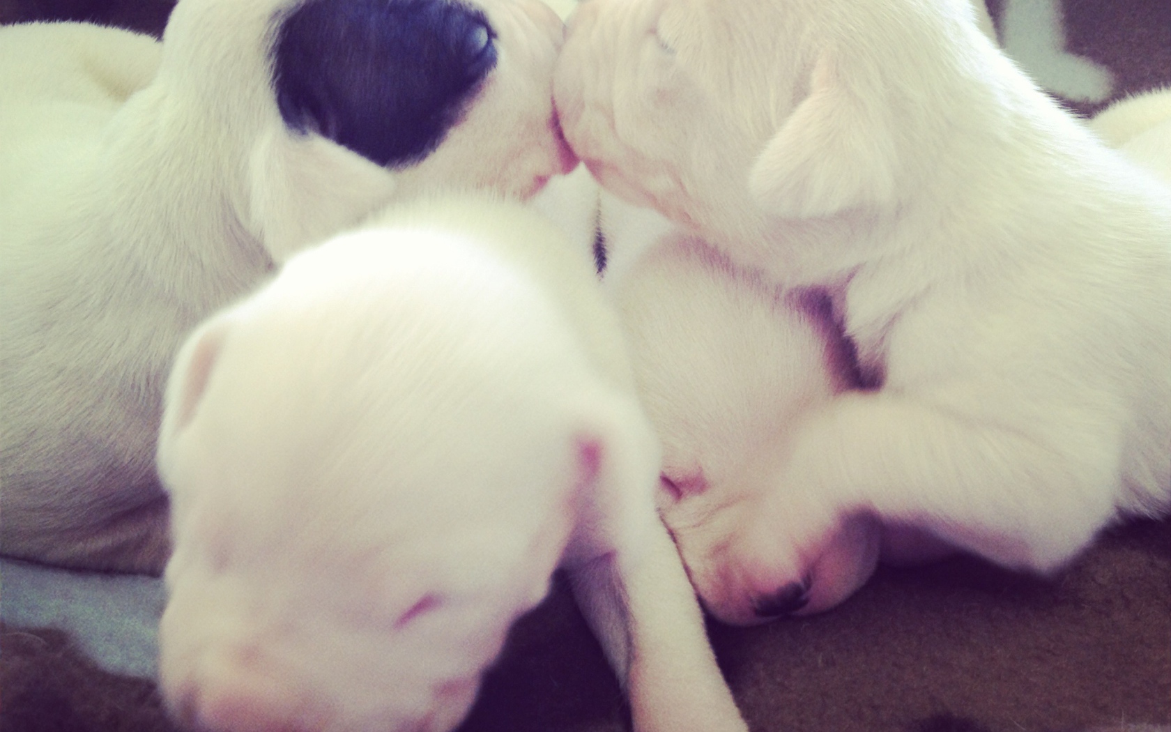 Щенки аргентинского дога