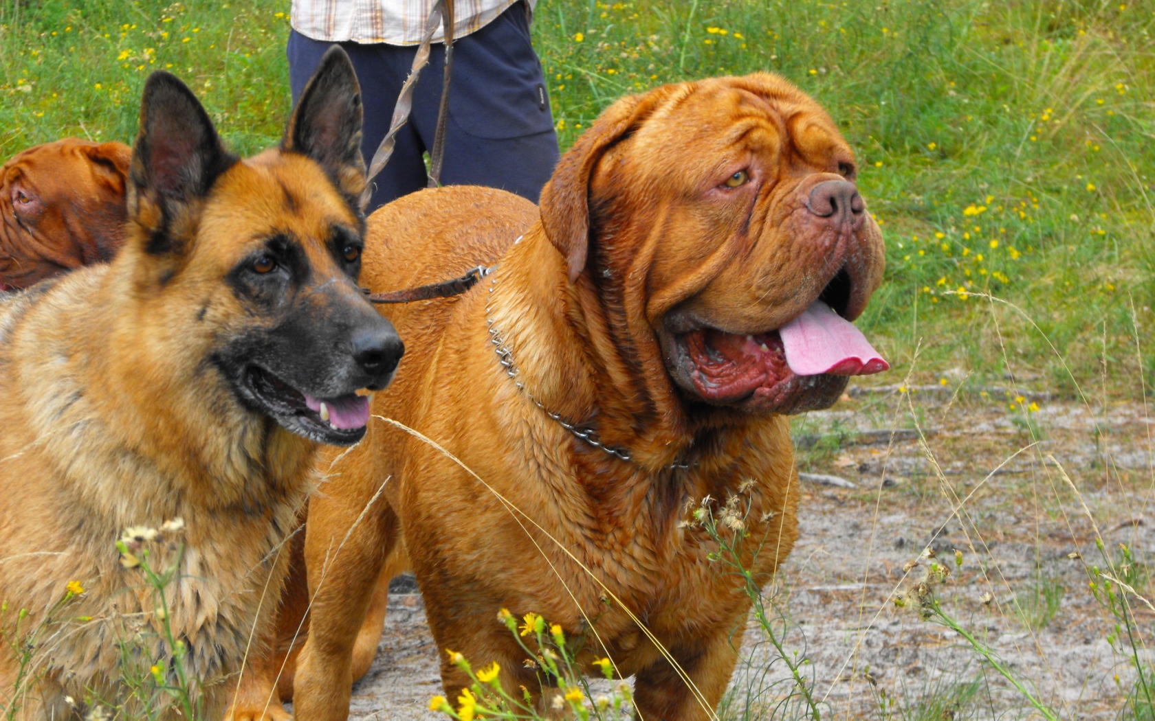 Бордоский дог на прогулке