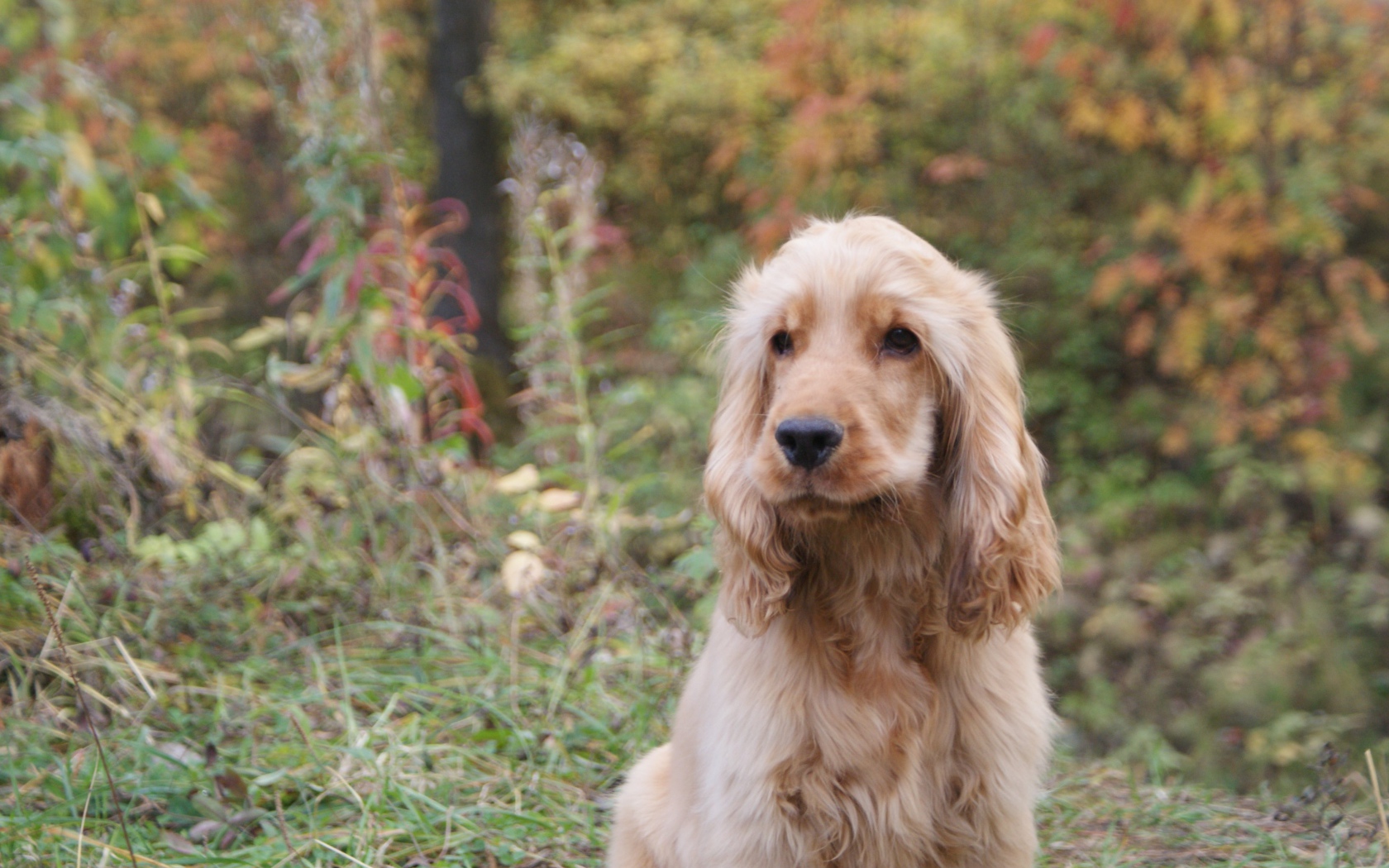 Английский кокер-спаниель в лесу