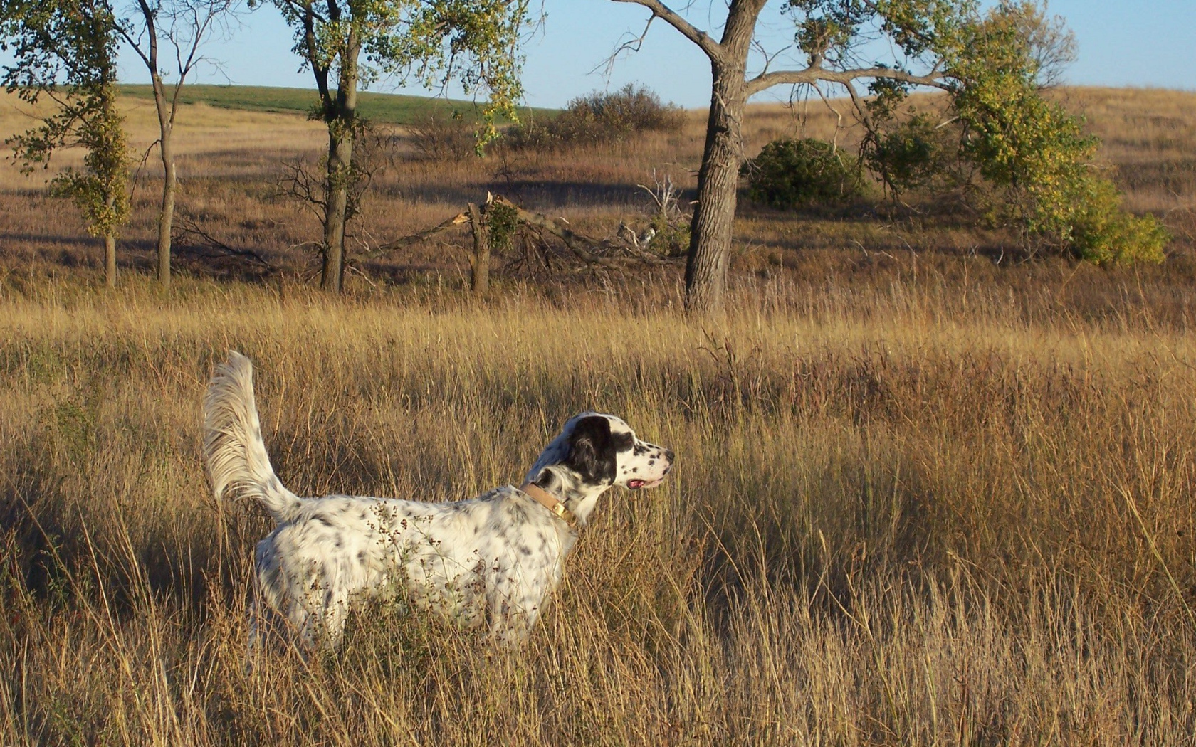 Английский сеттер в высохшей траве