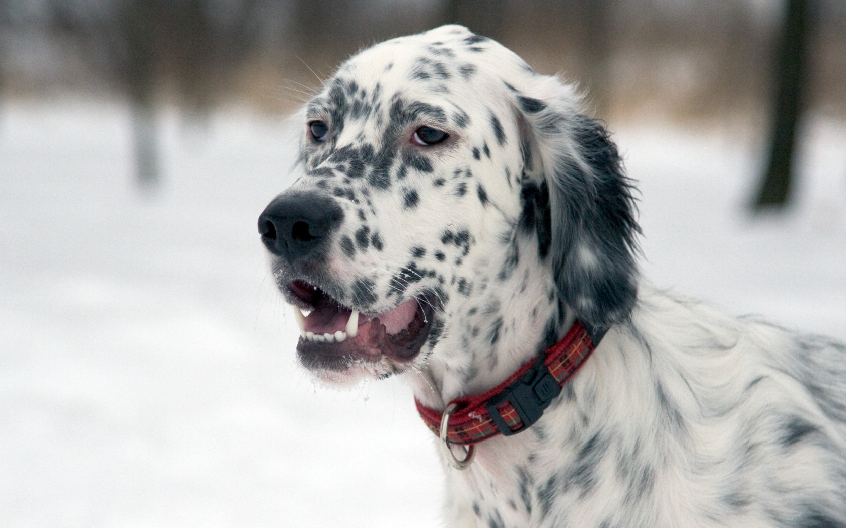 Английский сеттер на прогулке зимой