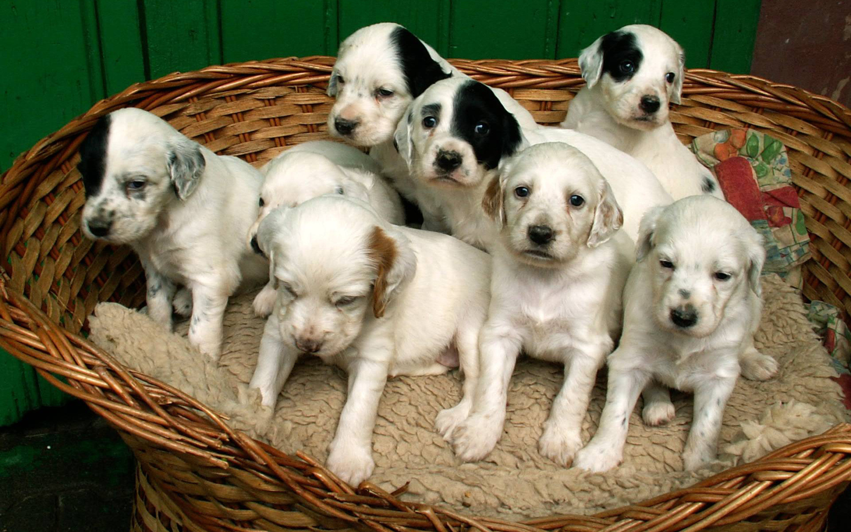 Щенки английского сеттера в корзине