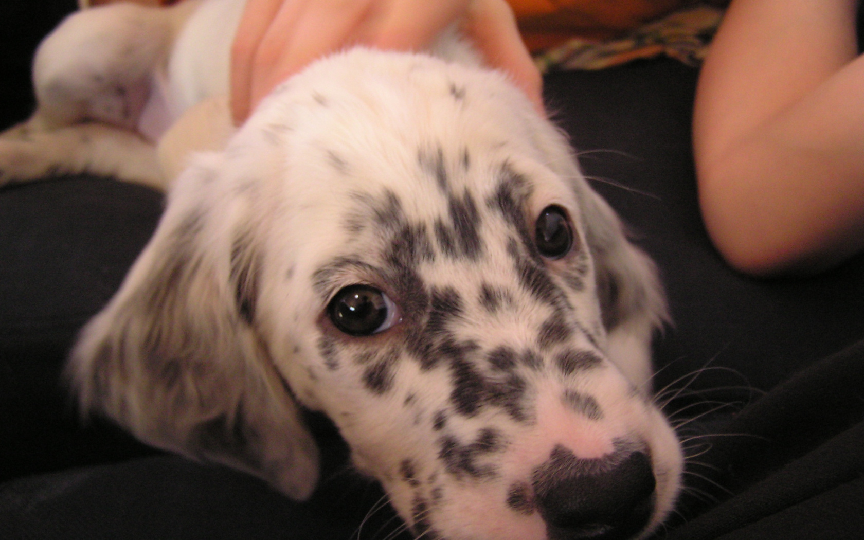 Щенок английского сеттера