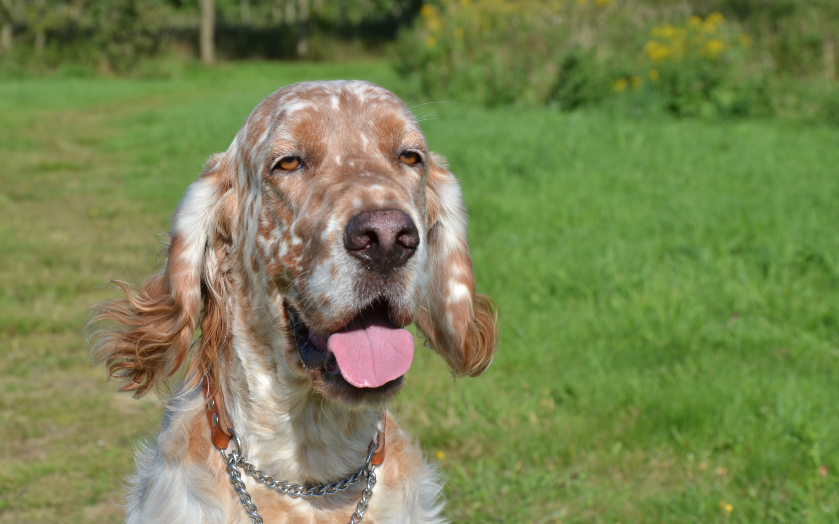 Английский сеттер пригрелся на солнце