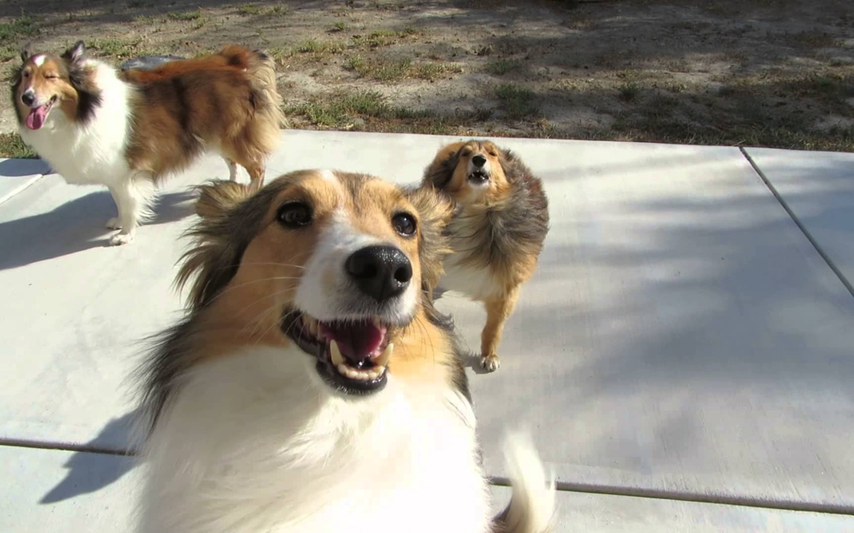 Смешные собаки породы шелти играют