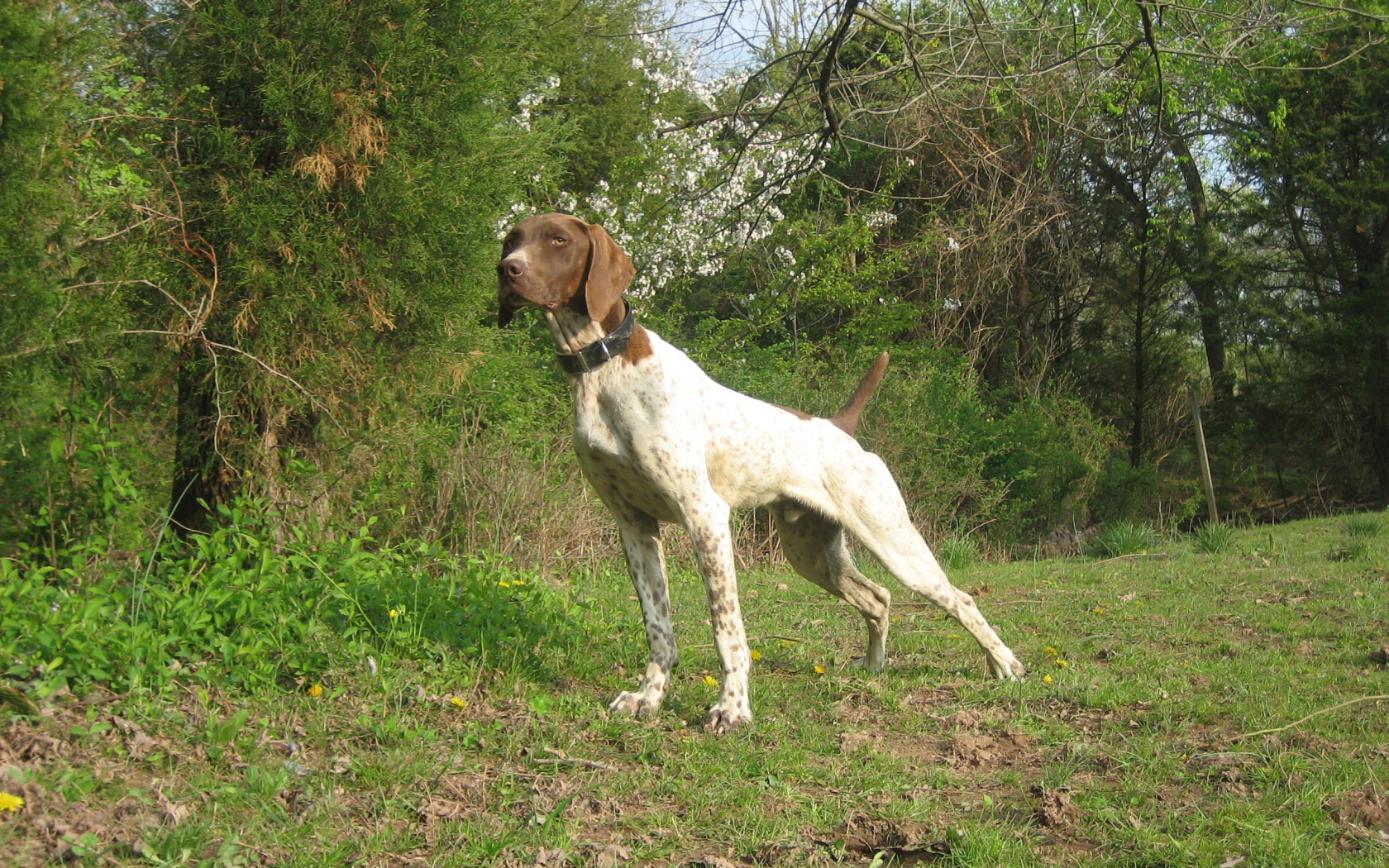 Немецкий Пойнтер в лесу