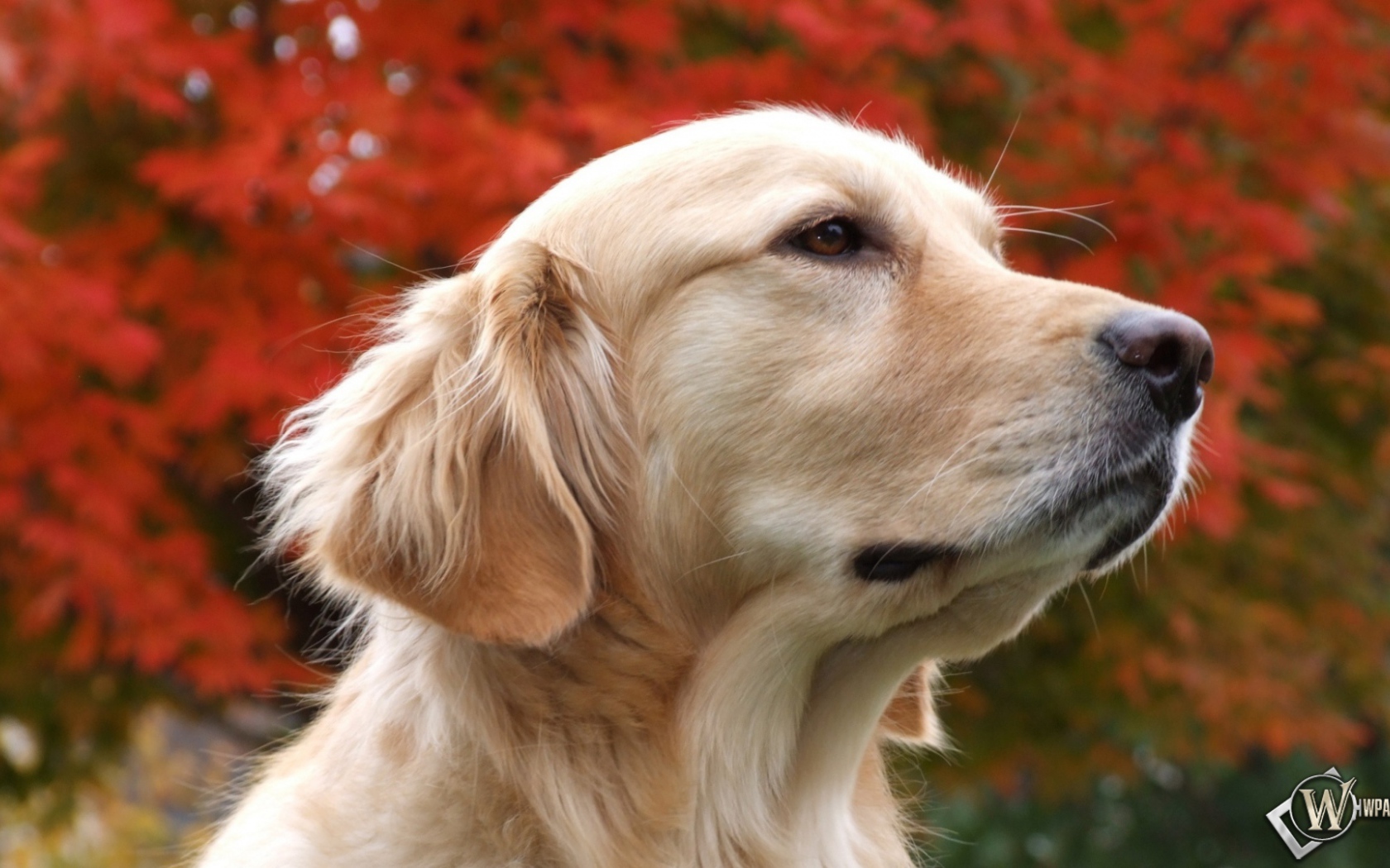Золотой терьер и осенние дерево