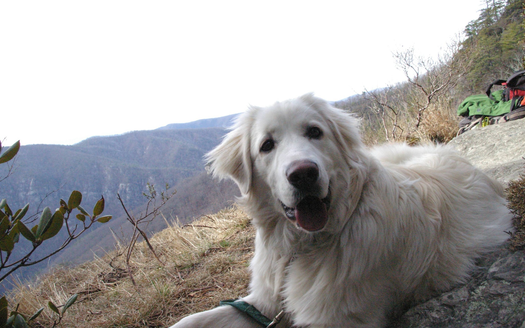 Большая пиренейская собака на холме