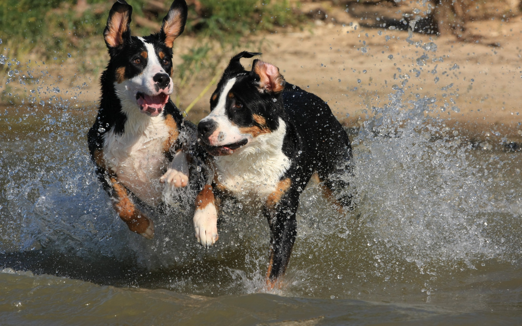 Щенки большого швейцарского зенненхунда бегут по воде