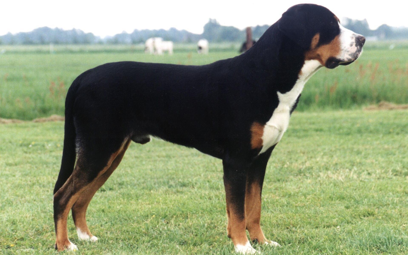 Большой швейцарский зенненхунд в поле