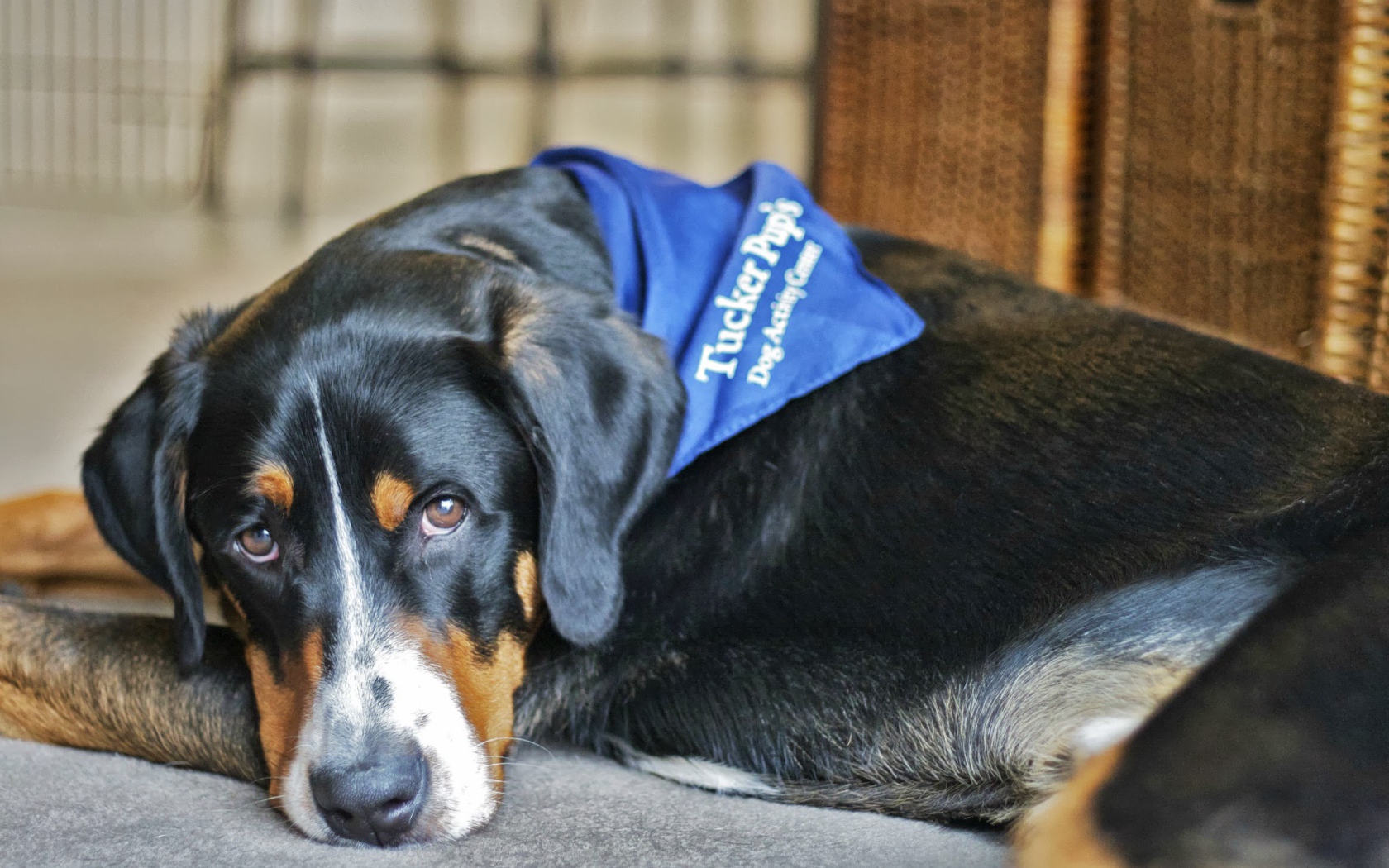 Большой швейцарский зенненхунд отдыхает