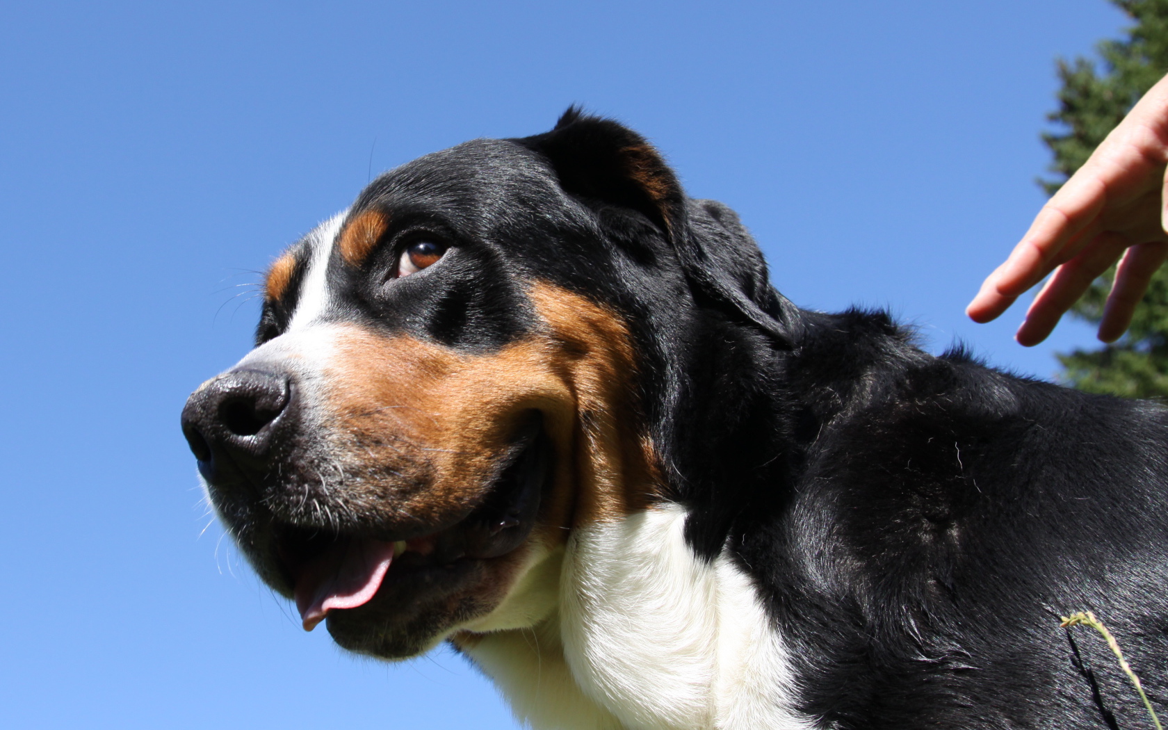 Большой швейцарский зенненхунд смотрит искоса
