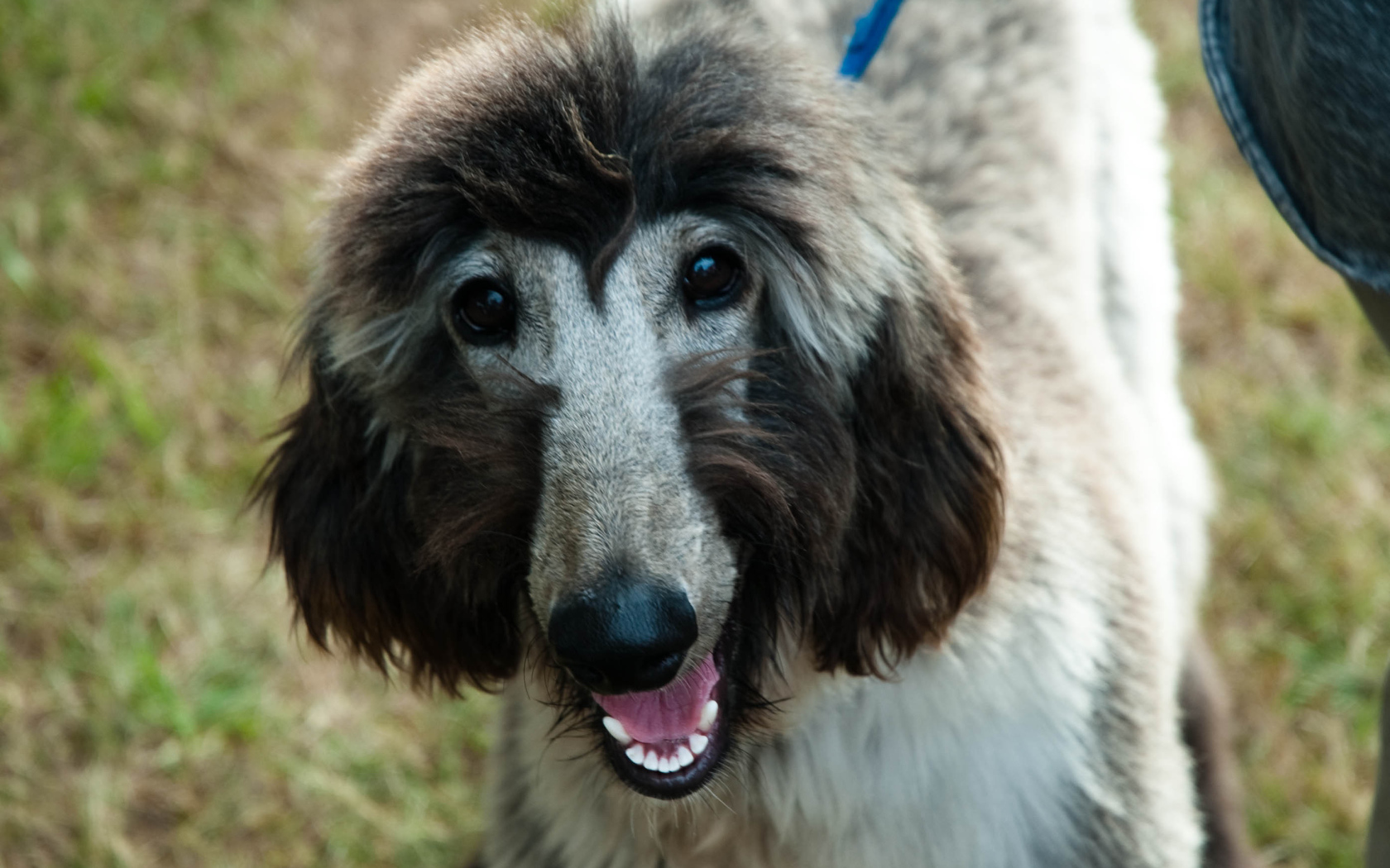 Серая афганская борзая