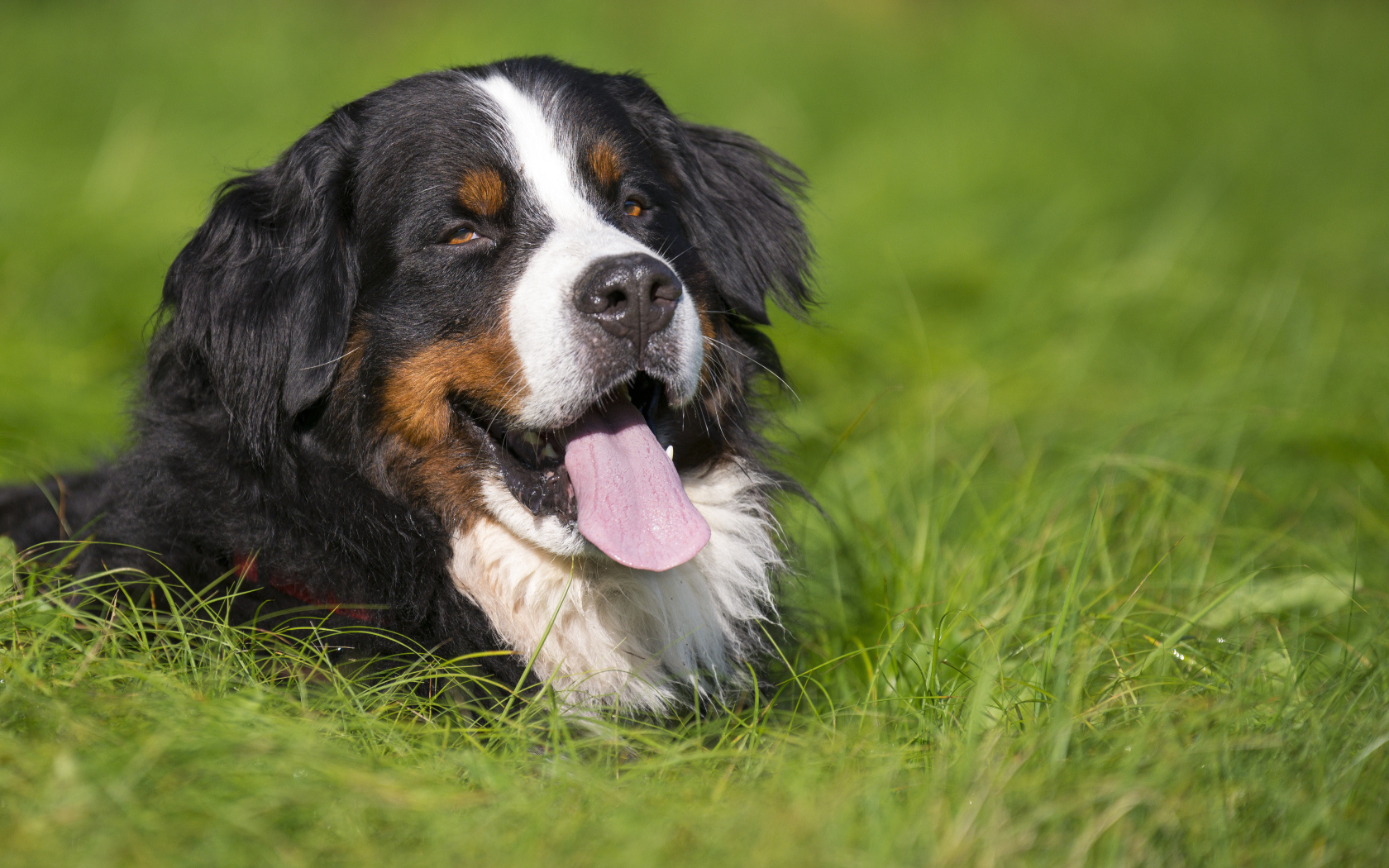 Счастливая бернская пастушья собака лежит в траве
