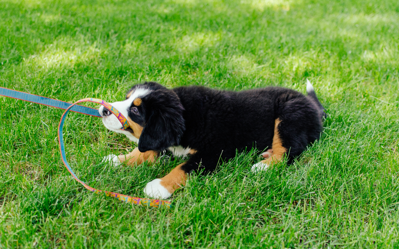 Счастливый щенок бернской пастушьей собаки отбирает поводок