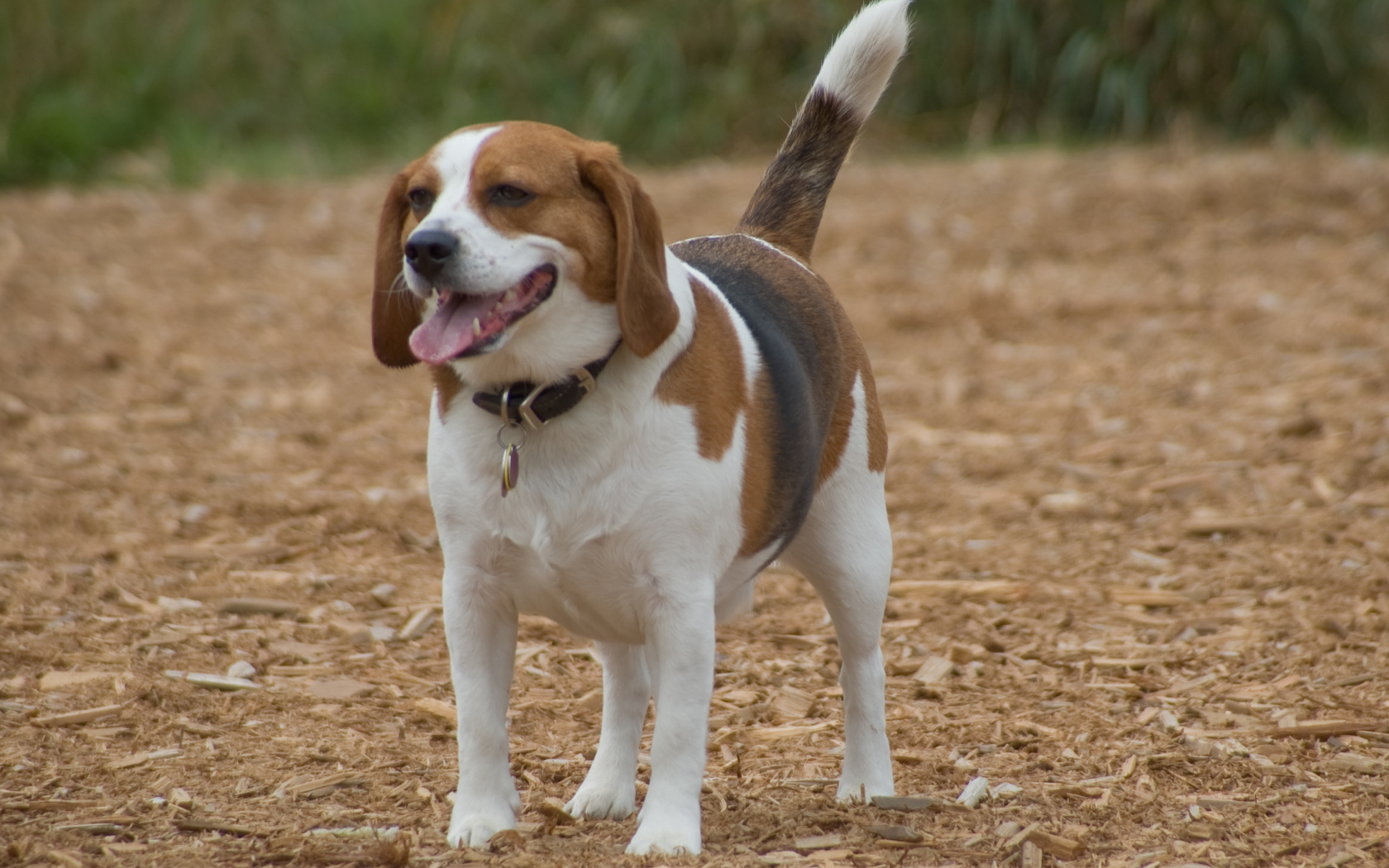 Happy beagle dog