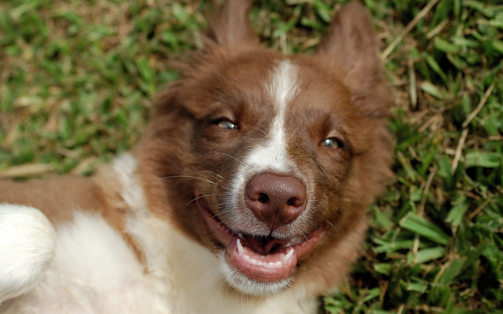 Счастливая рыжая бордер-колли