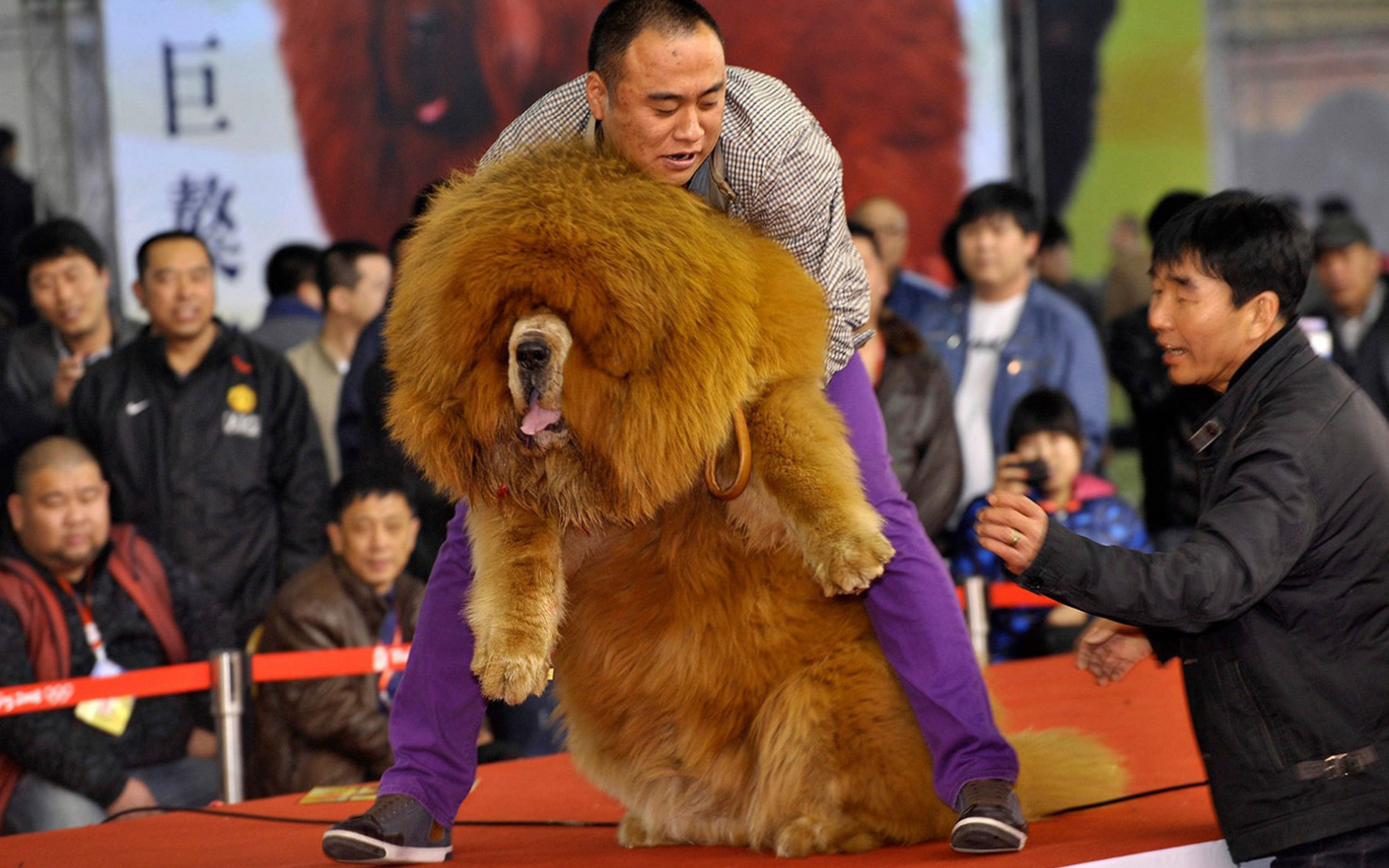 Огромный тибетский мастиф на выставке