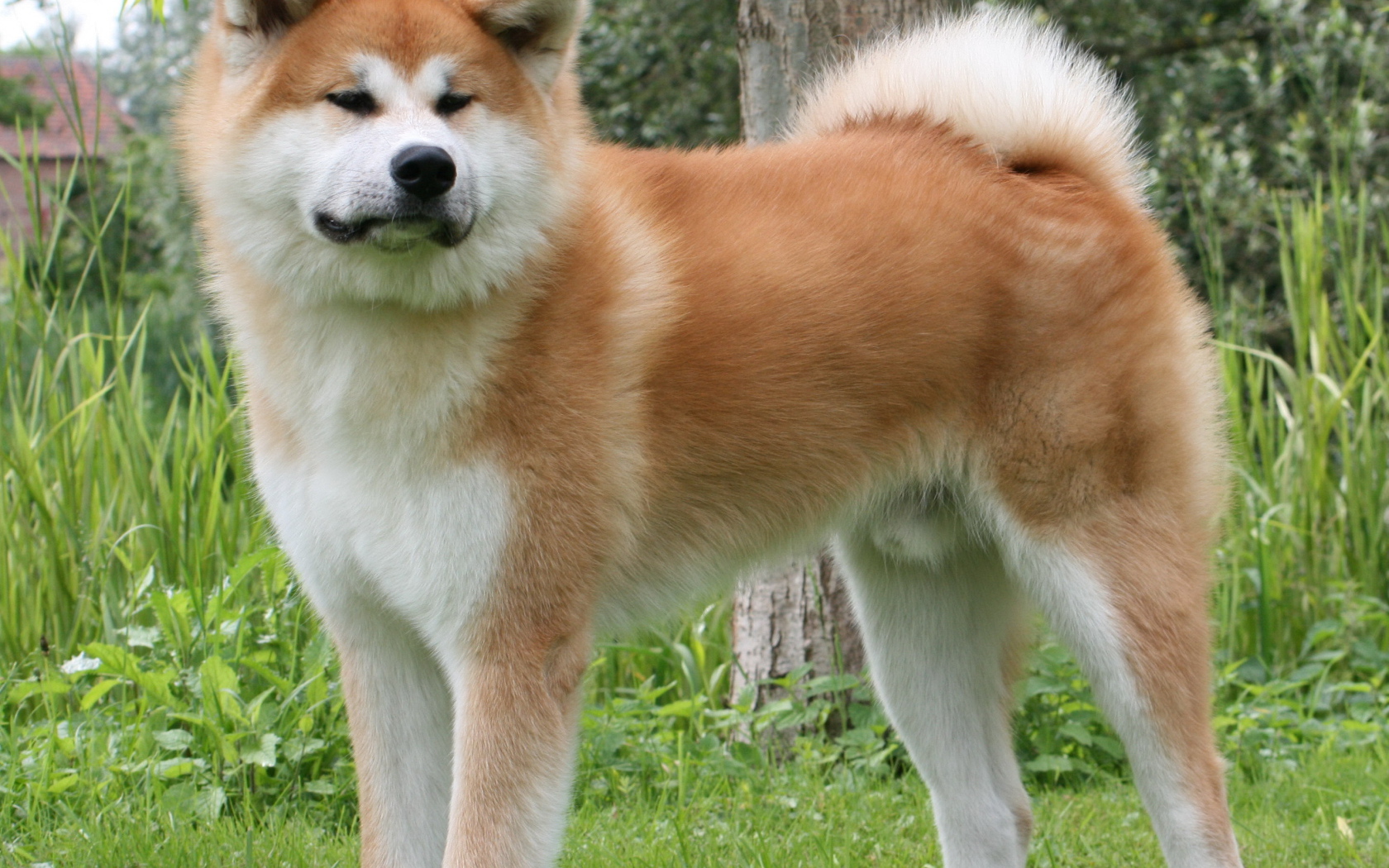 Огромная Кавказская овчарка