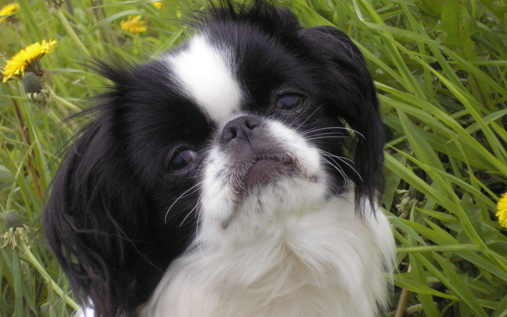 Японский хин в траве